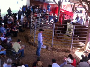 Luke Mobley at Adams Ranch Braford Sale 2014