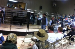 Luke Mobley and Steve Sellers around the ring at Gibbs 2014 Sale