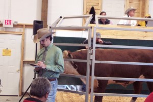 Luke Mobley @ Burns Hereford Sale, David Burns and Tommy Barns in the block 2009