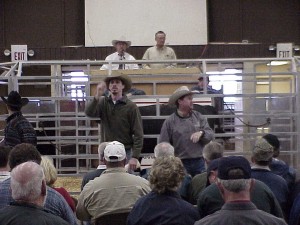 David, Luke & Steve at the Calhoun Bull Test Sale