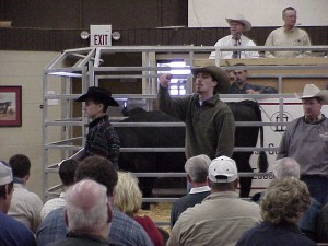 David Gazda, Luke Mobley, Steve Sellers and Geriald Bowie in the block @ Calhoun Bull Test Sale