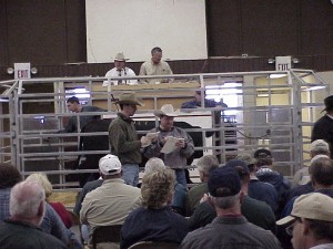 Luke mobley & Steve Sellers At the Calhoun Bull Sale