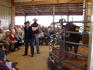 Mike Ryan and Luke Mobley @ Ridgefield Farms Braunvieh Sale 2010