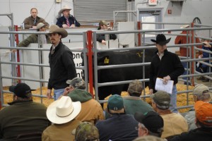 Luke Mobley & David Gazda At the Tifton Bull Test Sale