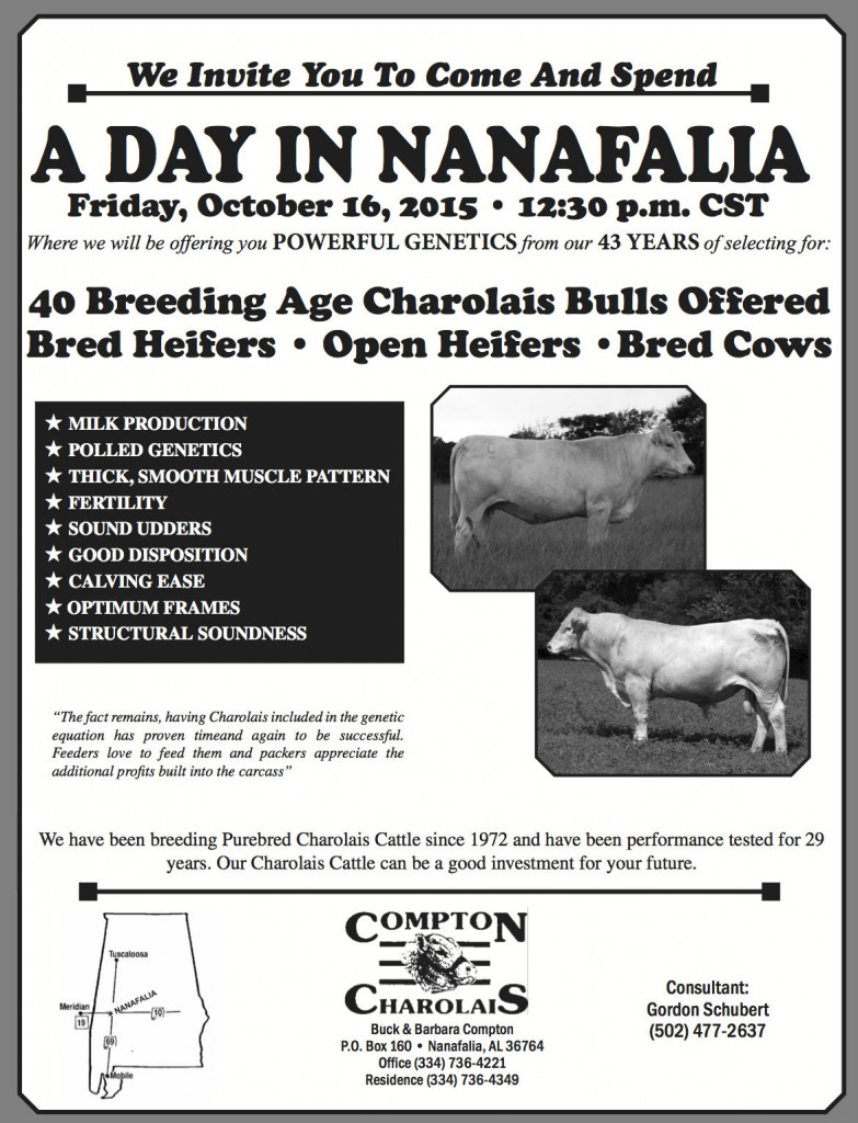 Compton Charolais Bull Sale 2015