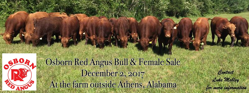 Red Angus Bull For Sale Osborn