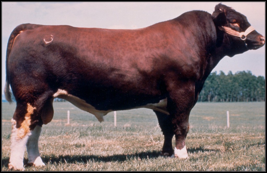 CUNIA Maine Anjou Bull