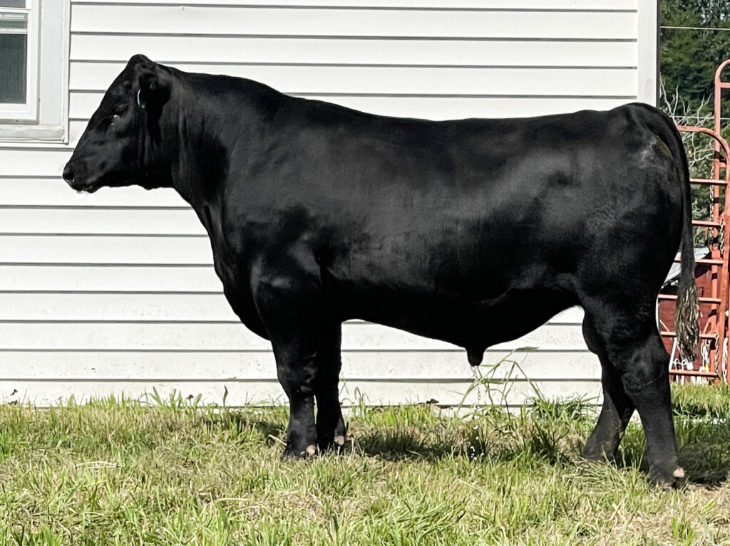 Angus Bull J517 Missouri for sale | Luke Mobley Col.