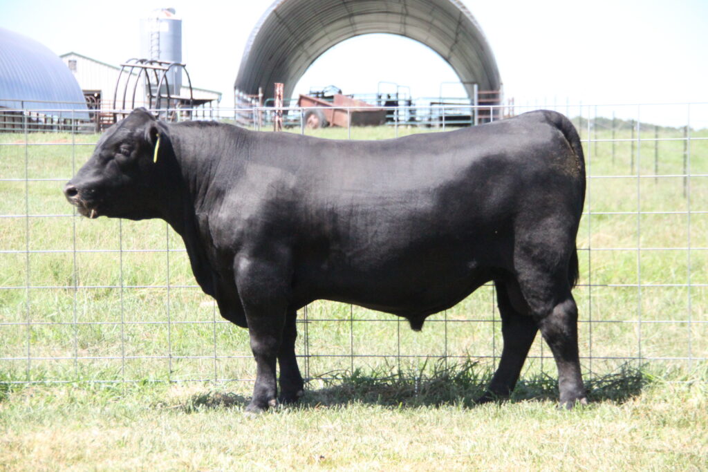 Heart of the Ozark Angus Association Sale | Luke Mobley Col.