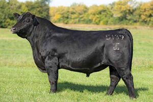 G A R Transcendent: Sire Reference